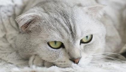 九游游戏中心官网-中国足球职业俱乐部强化教练团队梯队构建，足球队教练组架构